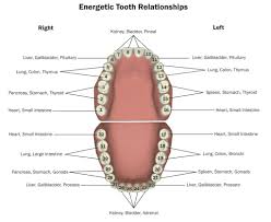 Teeth 101 Healthy Teeth And Gums Indicate A Healthy Body