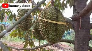 Cara taman pokok durian hybrid. Durian Duri Hitam Ochee Berbuah Di Musim Kemarau Youtube