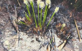 Image result for Bulbostylis pusilla