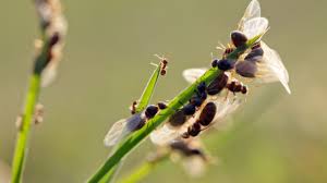 Bugs on bugs + join group. Why Flying Ants Show Up Every Fall Griffin Pest Solutions