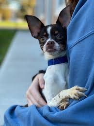 The animal rescue league of boston (arl) has animals of many types, breeds, sizes and ages. 17 Chihuahuas Taken From Jp Home Up For Adoption At Mspca Angell In Boston And Cape Cod Jamaica Plain News
