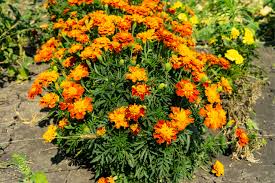Beneficial flowers in a vegetable garden include nasturtiums, marigolds, zinnias, petunias, sweet peas, cosmos, and sunflowers. Flowers That Can Be Planted Near A Vegetable Garden Southeast Agnet