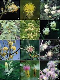 Image result for Gelrebia glandulosopedicellata