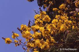 Pin On Beautiful Flowers Plants Trees