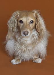 I Love Dachshunds Dachshund Dog Dachshund Breed Long Haired Dachshund