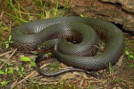 Mississippi Green Water Snake Nerodia Cyclopion Cyclopion Snake Green Water