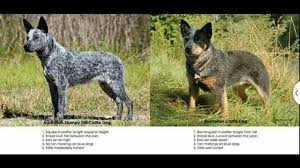Read on and you will discover the truth about the australian cattle dog temperament. Australian Stumpy Tail Cattle Dog Vs Australian Cattle Dog Cattle Dogs Rule Animals Herding Dogs