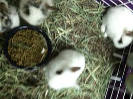 Get info on discount pet. Discount Pets Home Facebook