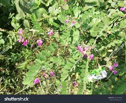 Image result for Tephrosia purpurea