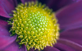 30 Off Psychic Reading From Astrology Experts At Oranum In 2020 Flower Desktop Wallpaper Flowers Outdoor Flowers