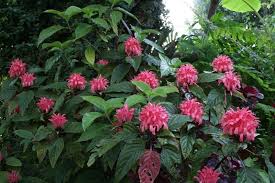 Image result for Justicia carnea