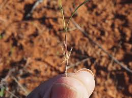 Image result for Aristida stipoides