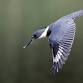 Cedar Pond Spring Bird Walk