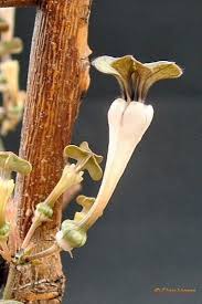 Image result for Ceropegia rendallii