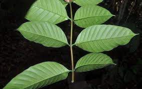 Image result for Funtumia africana