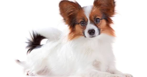 Papillon Breed Information | ManyPets