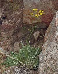 Image result for Crepis newii