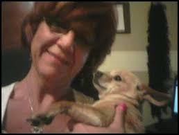 Chihuahua Mini Pinscher for adoption in Pueblo, CO