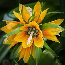 Pin On Wildflowers