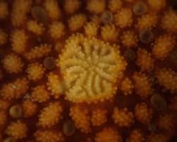 Image result for Eriosema pumilum