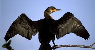 Double Crested Cormorant Identification All About Birds Cornell Lab Of Ornithology
