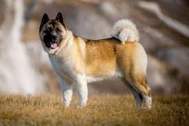 The japanese strain comes in a narrow palette of colors, with all other colors considered atypical of the bre. American Akita Hundefunde