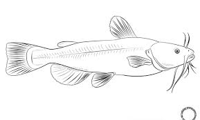 Kumpulan gambar hitam putih bw untuk diwarnai freewaremini. Kumpulan Gambar Mewarnai Ikan Contoh Sketsa