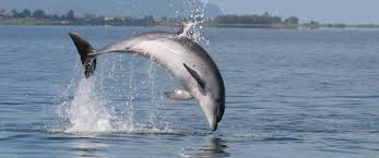 Dreamstime is the world`s largest stock photography community. Common Bottlenose Dolphin Tethys Research Institute