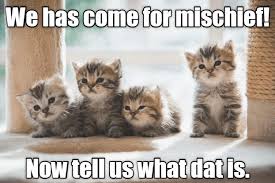 And so it begins again. Kitten Memes Clean Novocom Top