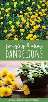 Dandelion Foraging Identification Look Alikes And Uses In 2021 Edible Wild Plants Gardening Trends Foraging