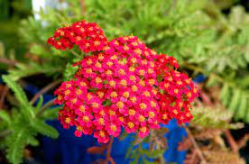 Maybe you would like to learn more about one of these? Flowers That Bloom In June Best Picks For Zone 5
