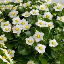 Image result for Exacum