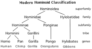 biological classification taxonomy