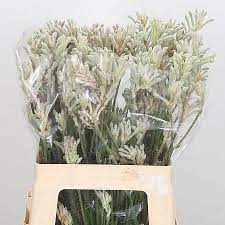 Anigozanthos Mini Pearl 60cm Wholesale Dutch Flowers Florist Supplies Uk