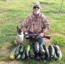 Check spelling or type a new query. This Is Opening Day Of Zucchini Season Kitchen Crafty Fun Facebook