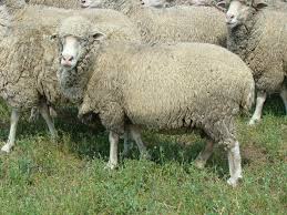 1.1 importana creterii bovinelor (taurinelor). Merinos De Palas Aco Dobrogea