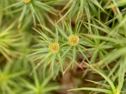 Image result for Chamaecrista polytricha