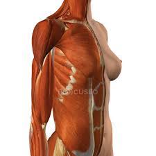 In insects, crustaceans, and the extinct trilobites, the thorax is one of the three main divisions of the creature's body, each of which is in turn composed of multiple segments. Female Chest And Abdomen Muscles With Split Skin Layer On White Background Woman Ligaments Stock Photo 200634940