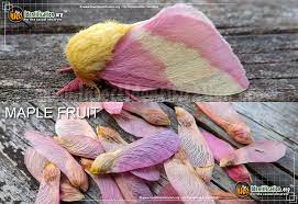 Wagner, valerie giles, richard c. Rosy Maple Moth Dryocampa Rubicunda