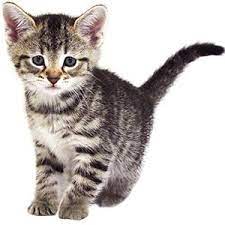 The Meaning And Symbolism Of The Word Kitten