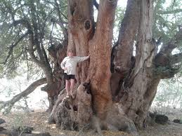 Image result for Xanthocercis zambesiaca