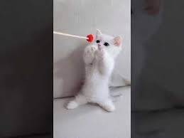 Minnos Yavru Kediler Kitten Youtube Yavru Kediler Kedi Hayvanlar