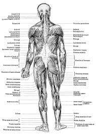 These muscles include the large paired muscles in the lower back, called erector spinae, which help hold the flexor muscles are attached to the front of the spine and enable flexing, bending forward, lifting, and arching the lower back. Human Anatomy Muscles Muscles Of The Body Back View Human Anatomy Muscle Anatomy Anatomy Back