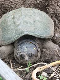 Then you are going to need to have the turtles on sand. Stand Back When Snapping Turtles Crop Up In The Garden The Salt Npr