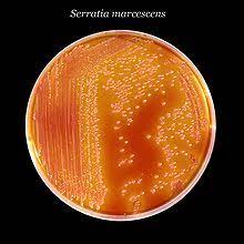 Serratia Wikipedia