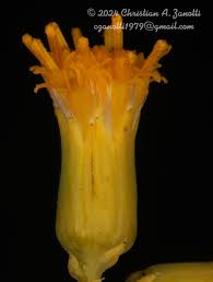 Image result for Oreophyton