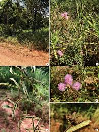 Image result for Mimosa 1989 Tracer