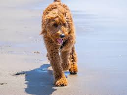The toy goldendoodle has curly hair, round black eyes, a dark muzzle, and floppy ears hanging close to their shoulders. The Best Puppy Cut Goldendoodle Hair Styles For Your Dog