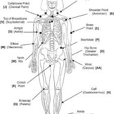 Anatomical Points Used In Locating Body Landmarks On The Front Of The Body Download Scientific Diagram