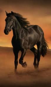 Picmonkey Photo Editing Made Of Win Horses Most Beautiful Horses Horse Photos